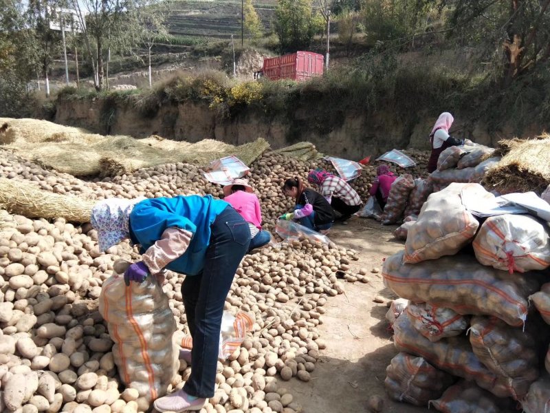 陇暑七号土豆大量上市，价格美丽质量保证，承接全国客户