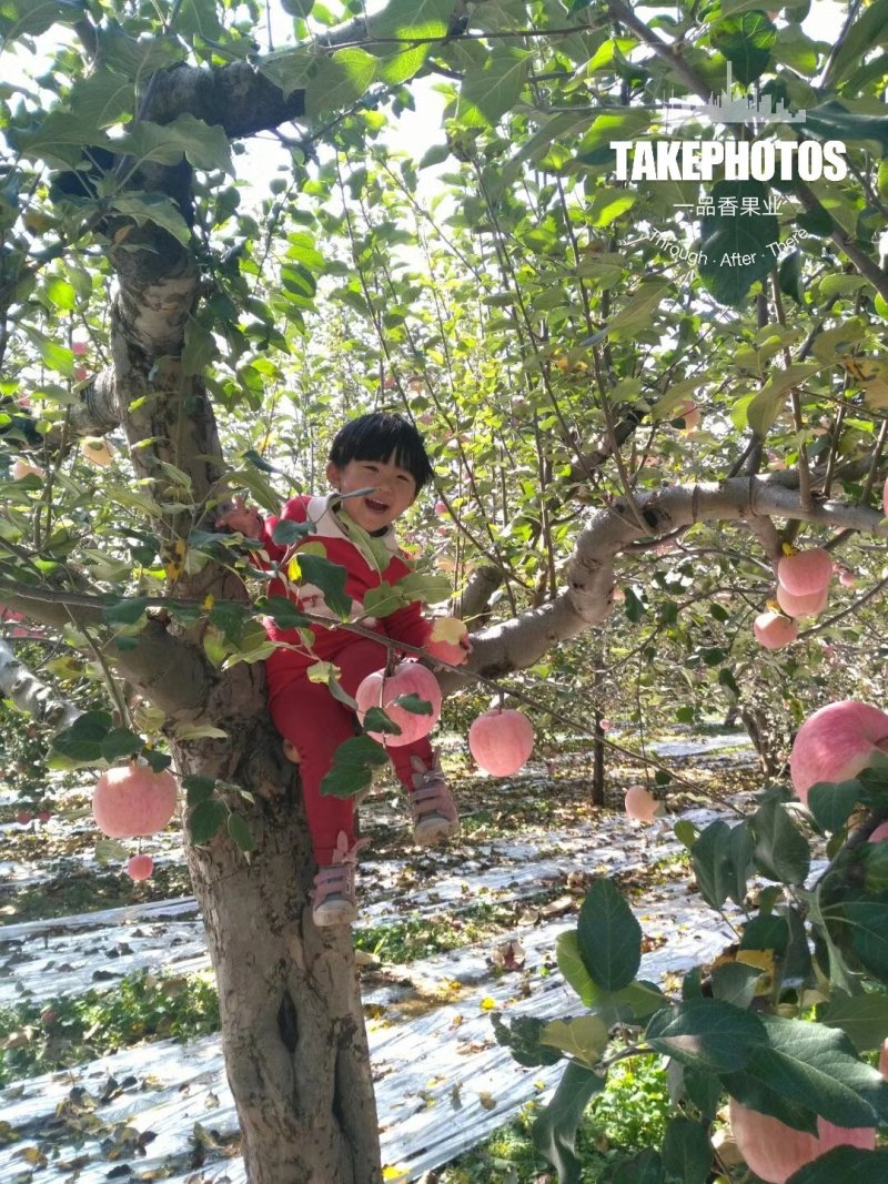 有好货正宗洛川红富士苹果假一赔十
