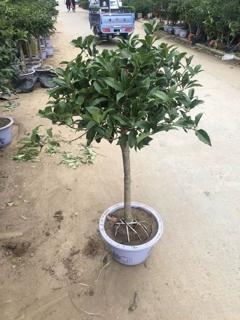 出售各种桂花嫁接苗，日香桂，大富贵沉香桂朱砂桂柳叶