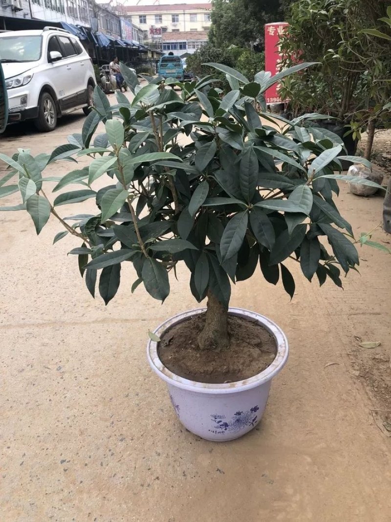 出售各种桂花嫁接苗，日香桂，大富贵沉香桂朱砂桂柳叶