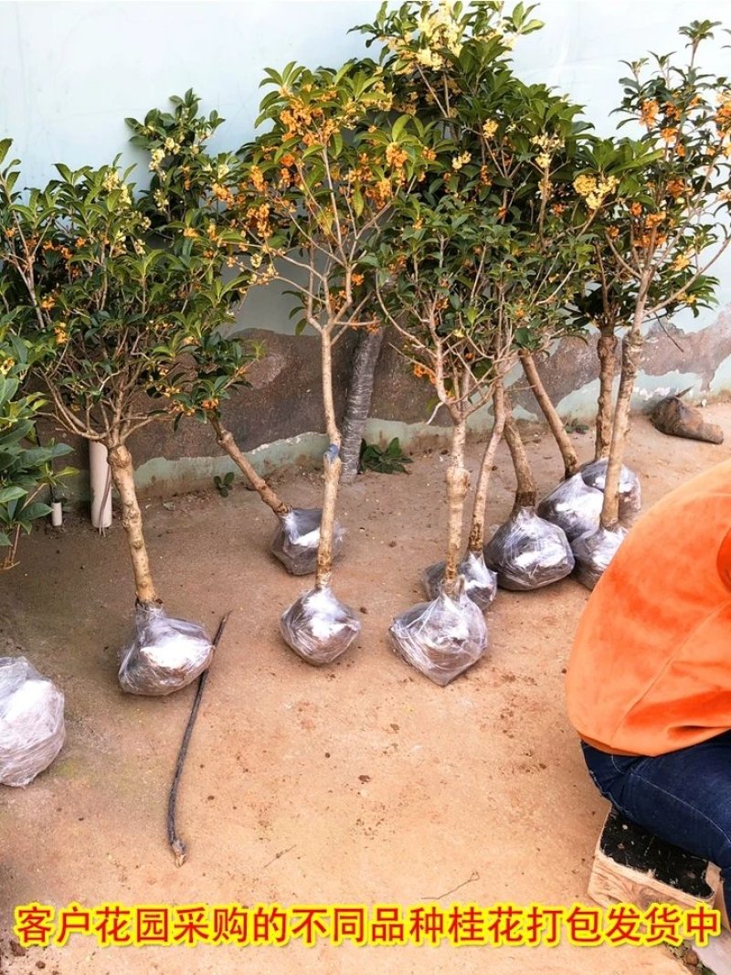 出售各种桂花嫁接苗，日香桂，大富贵沉香桂朱砂桂柳叶