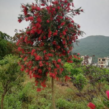 串钱柳（多花红千层）