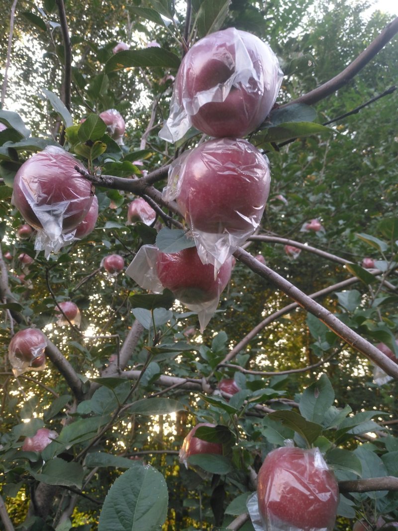 纸袋富士，纸加膜富士苹果国红苹果