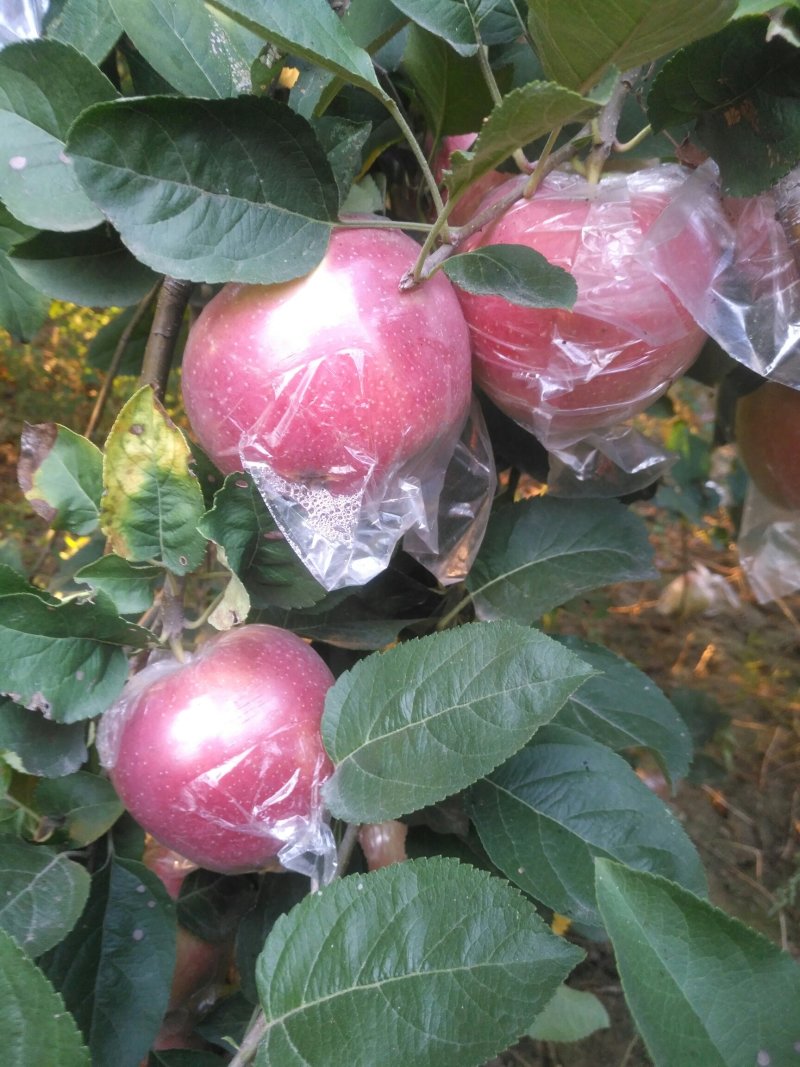 纸袋富士，纸加膜富士苹果国红苹果