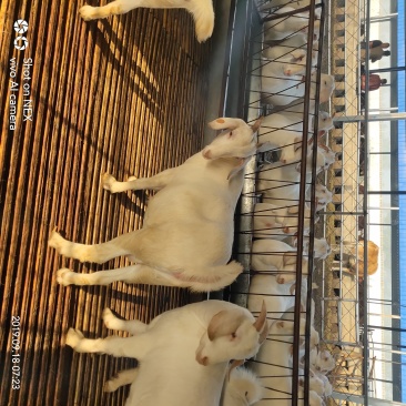 白山羊怀孕母羊种公羊精品