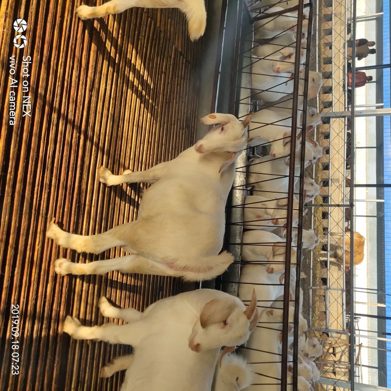 白山羊怀孕母羊种公羊精品