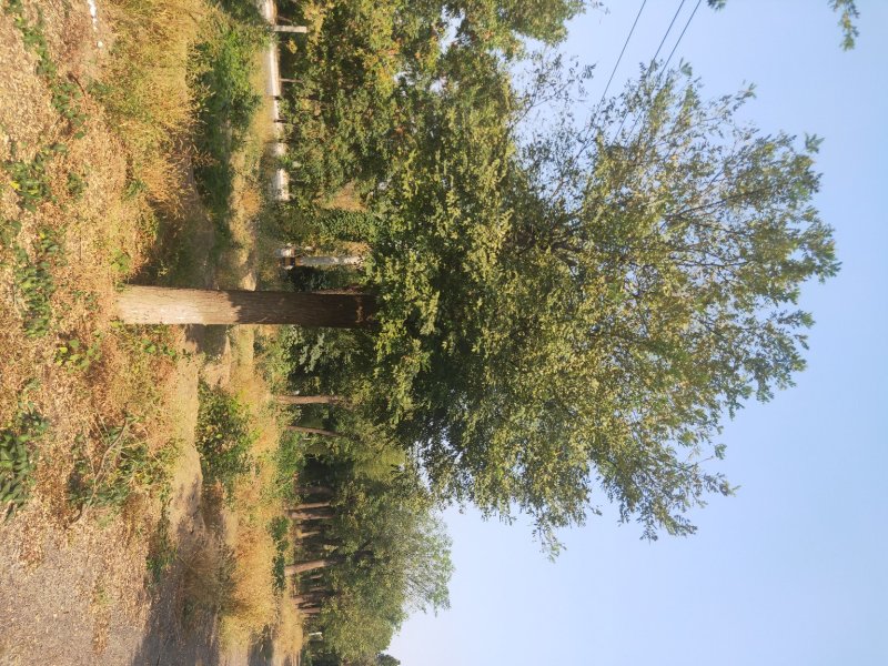 移栽大国槐基地，20--------80公分