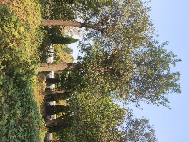 移栽大国槐基地，20--------80公分