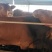 三元杂交肉牛犊怀孕母牛