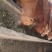 三元杂交肉牛犊怀孕母牛