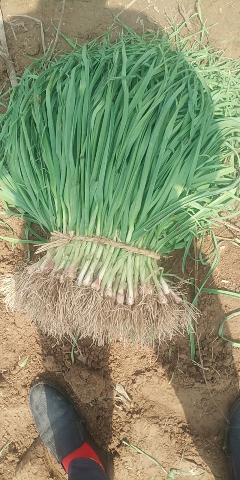 红根蒜苗