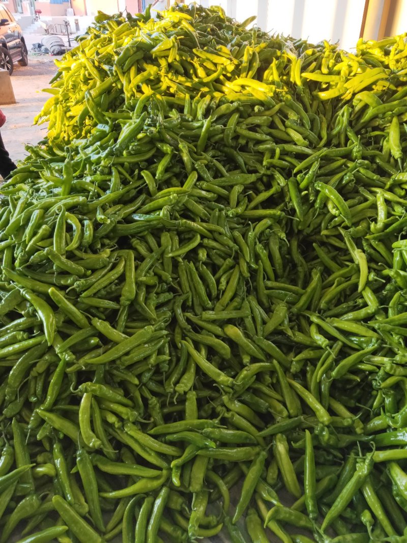 鲜尖椒.鲜辣椒.20厘米中辣.长剑尖椒.黄绿皮