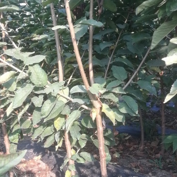 1—3公分樱桃树基地直发，品种纯正沙蜜豆，美早，俄八，