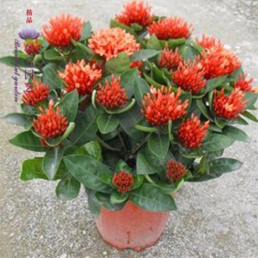 龙船花植物盆栽四季开花绣球花苗庭院阳台种植多年生木本植物