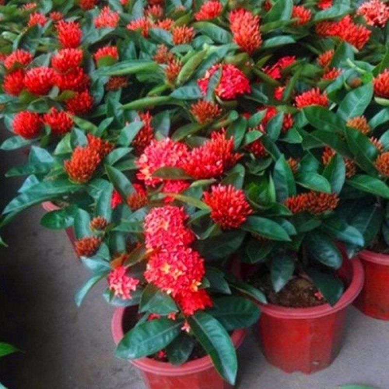 龙船花植物盆栽四季开花绣球花苗庭院阳台种植多年生木本植物