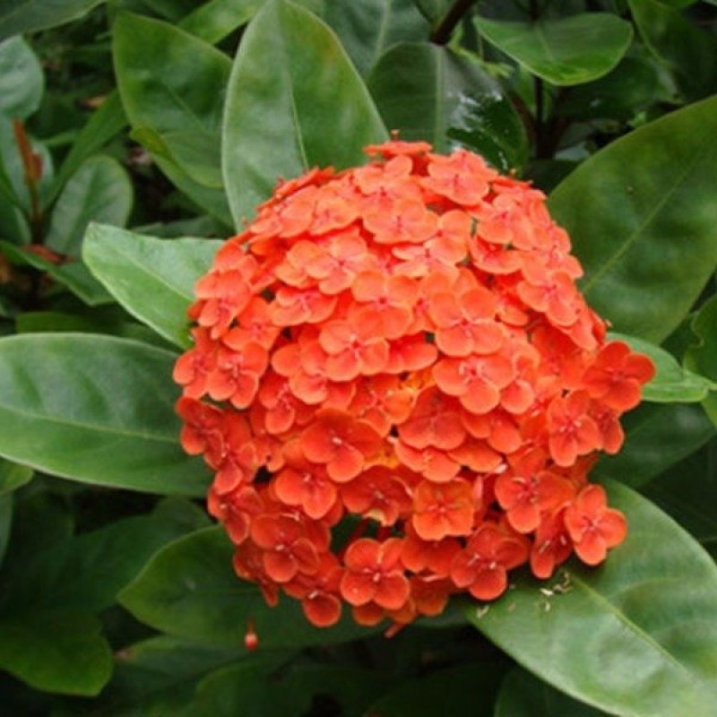 龙船花植物盆栽四季开花绣球花苗庭院阳台种植多年生木本植物