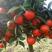 媛红椪柑枝条，苗圃基地直供，品种纯正，有挂果树，欢迎考察