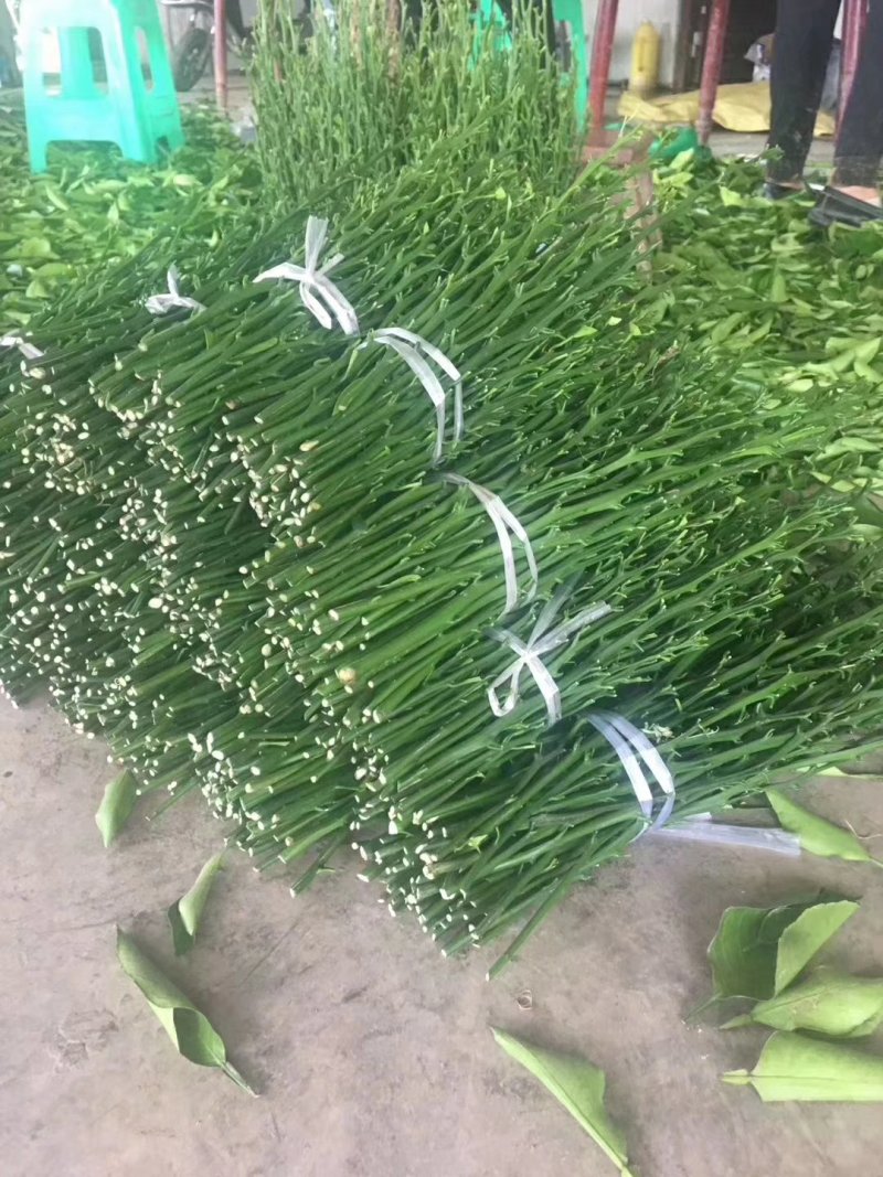 媛红椪柑枝条，苗圃基地直供，品种纯正，有挂果树，欢迎考察