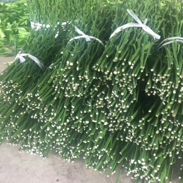 媛红椪柑枝条，苗圃基地直供，品种纯正，有挂果树，欢迎考察