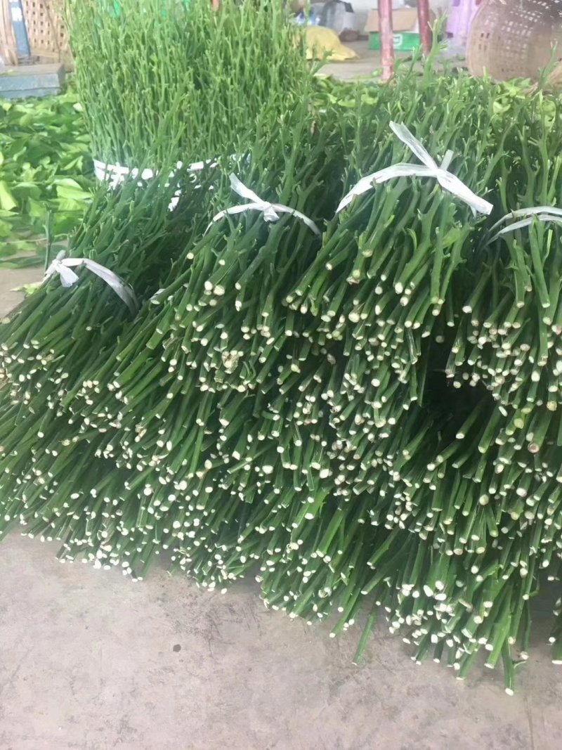 媛红椪柑枝条，苗圃基地直供，品种纯正，有挂果树，欢迎考察