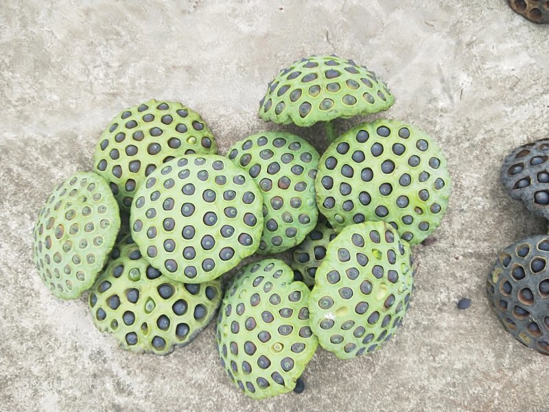 纯种太空莲36号种苗，亩产干莲子450斤