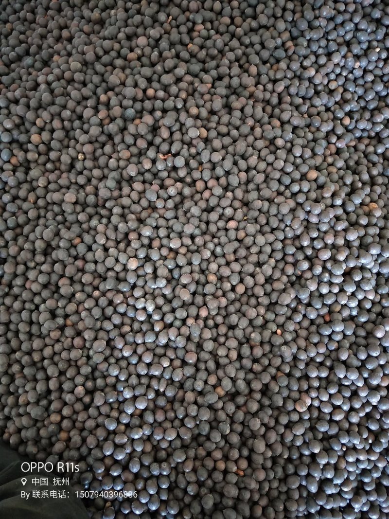 纯种太空莲36号种苗，亩产干莲子450斤