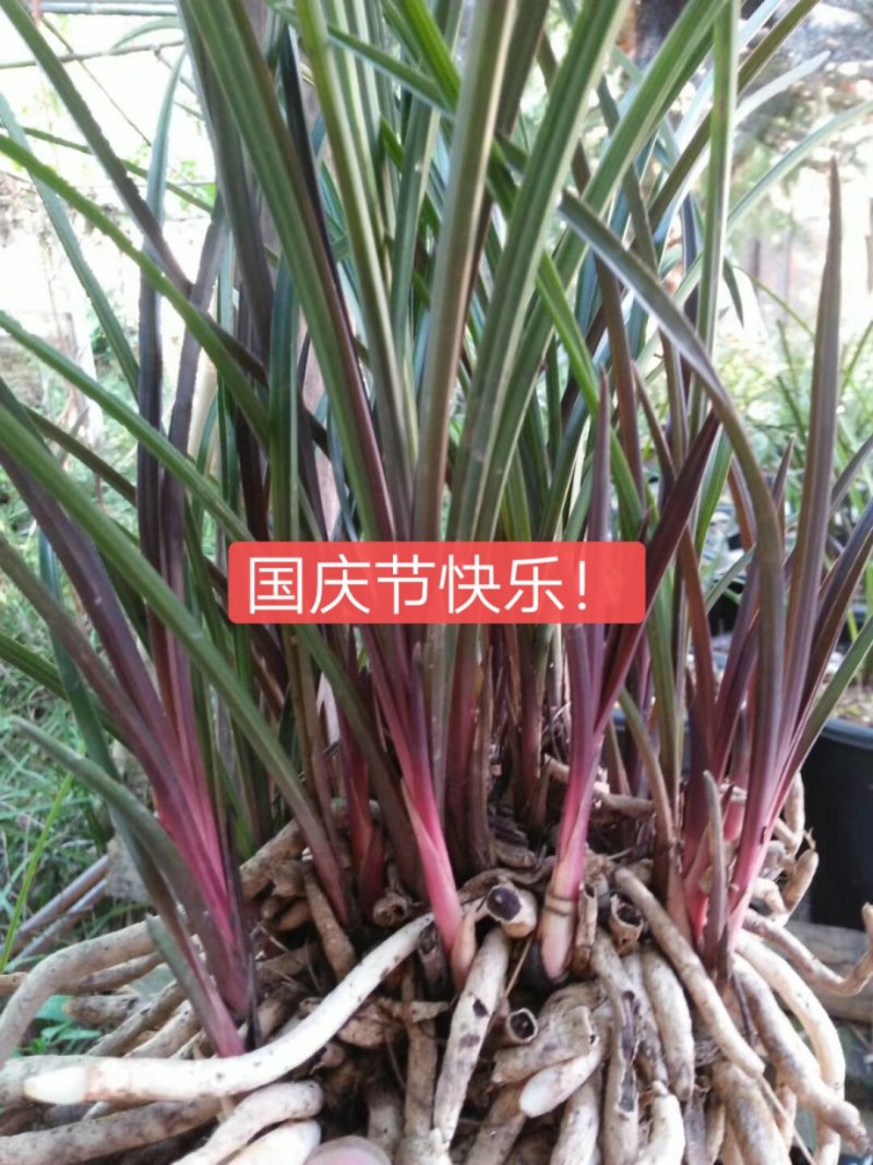 蕙兰红香妃