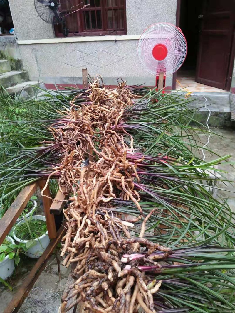 蕙兰红香妃