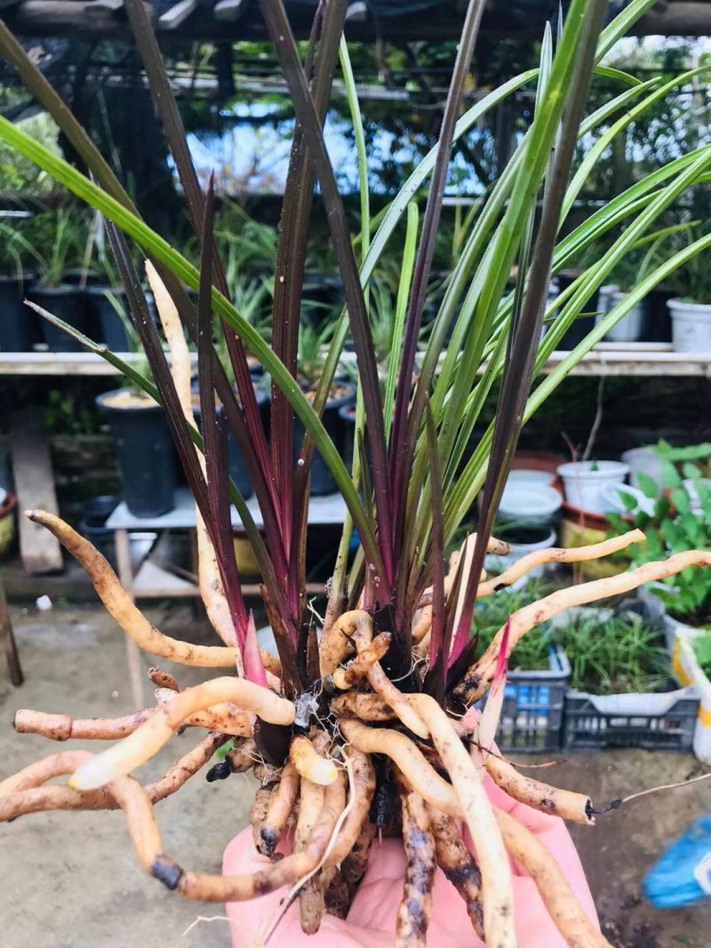 蕙兰红香妃