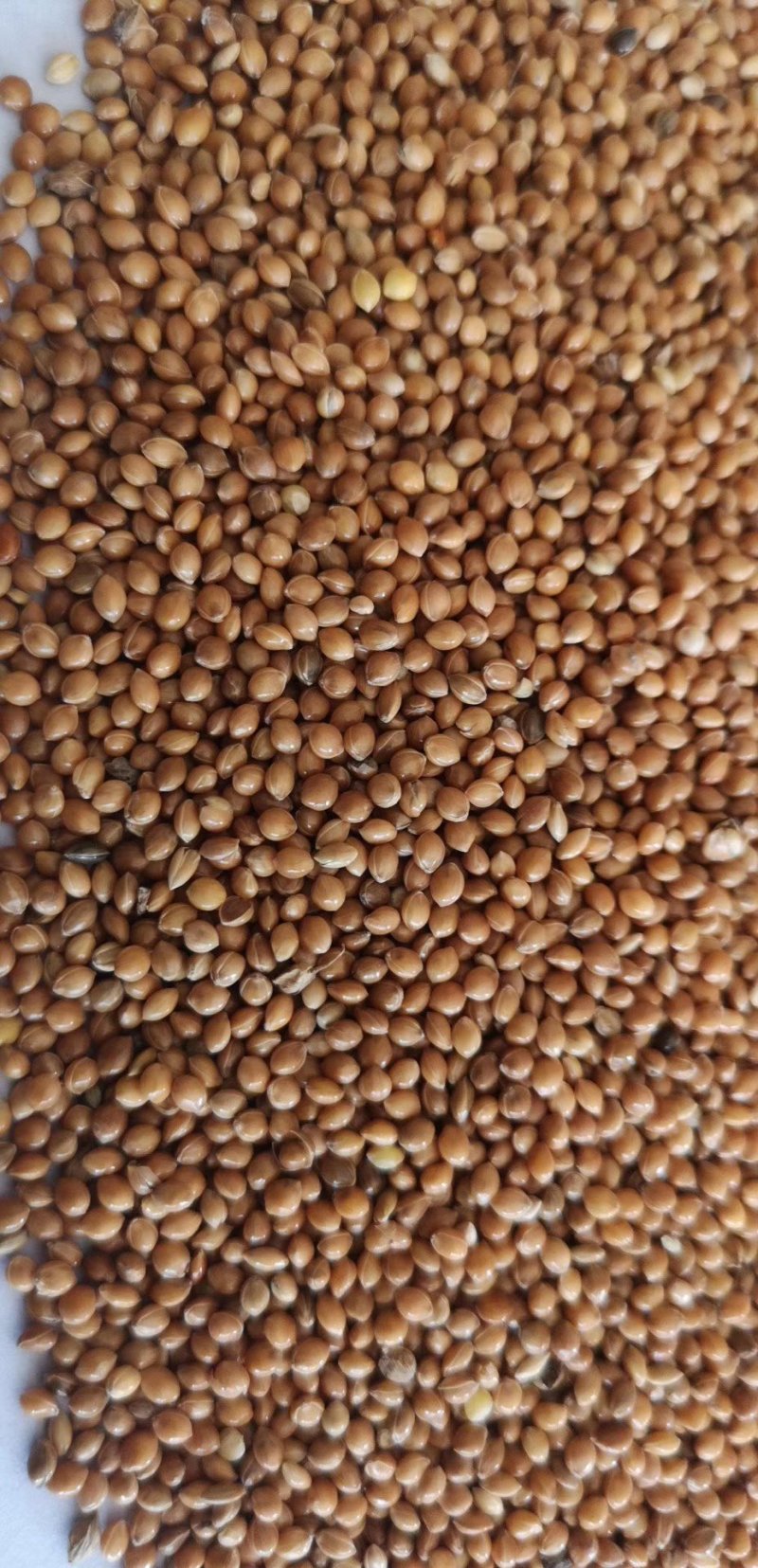 糜子（黍子）现货大量供应，毛粮净粮均可，