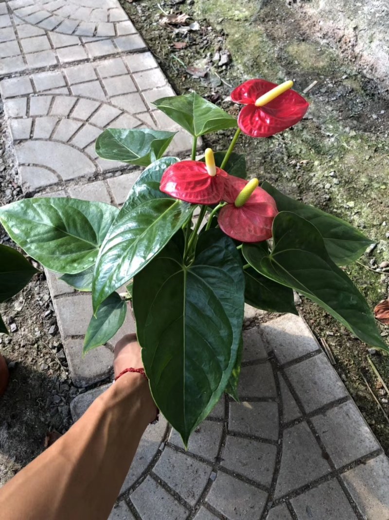 红掌
