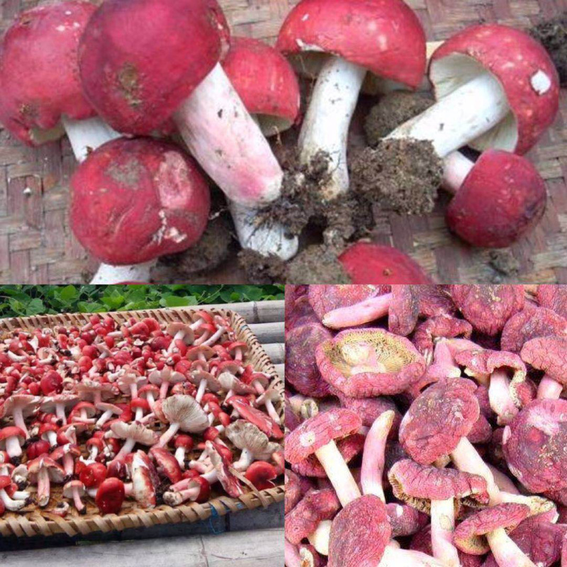 红菇1%1%一级5~8cm