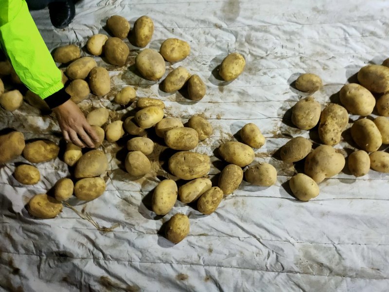 土豆陕西沙地土豆产地直销纯沙地，皮色好，个头大