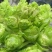 儿菜产地量大供应丶货源充足！个头饱满。保质保量、全国代发