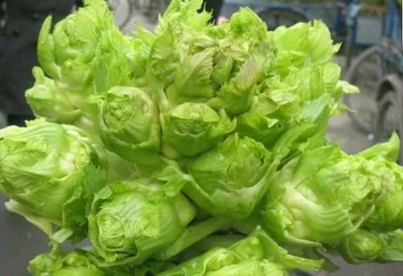 儿菜产地量大供应丶货源充足！个头饱满。保质保量、全国代发