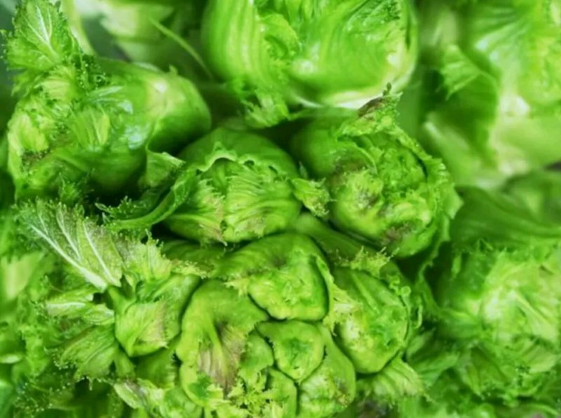 儿菜产地量大供应丶货源充足！个头饱满。保质保量、全国代发