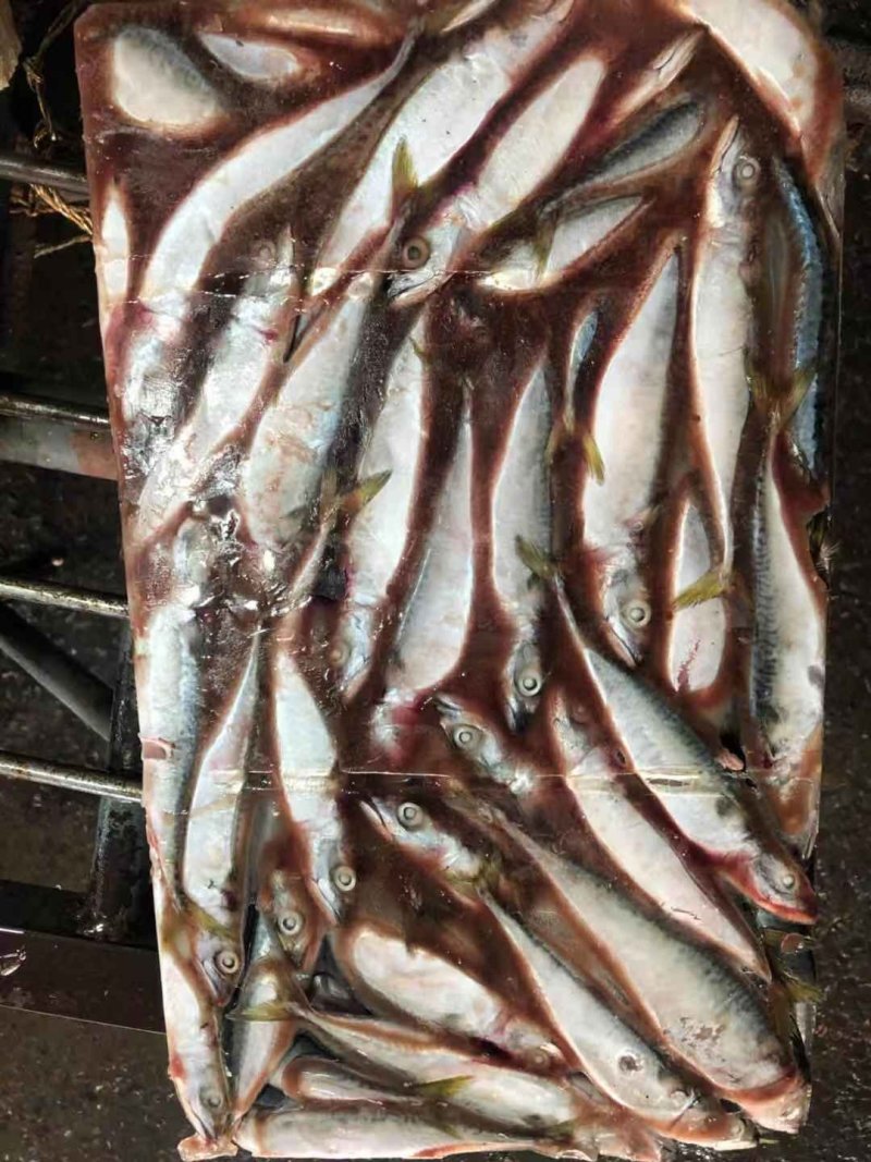 大头鱼