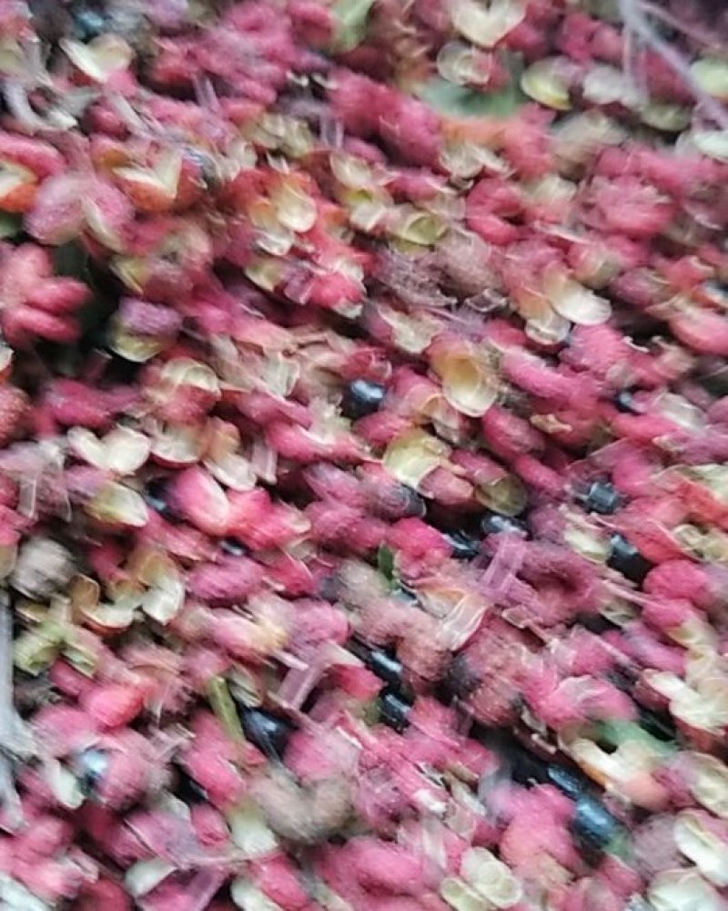 井陉县苍岩山自产花椒