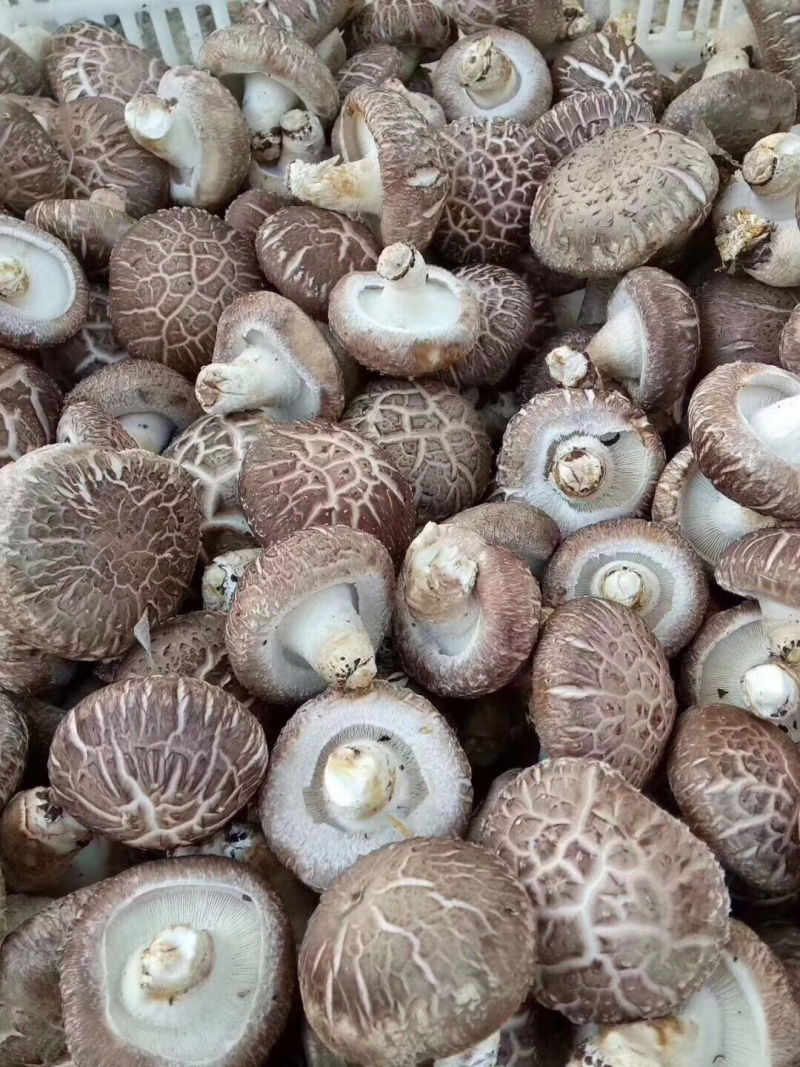 808鲜香菇
