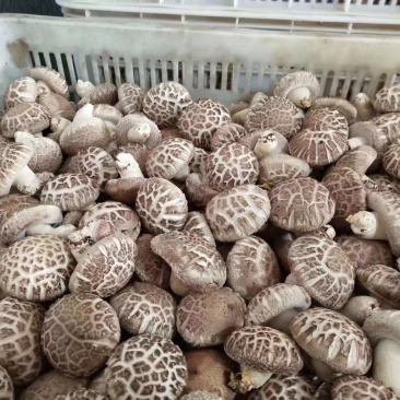 808鲜香菇