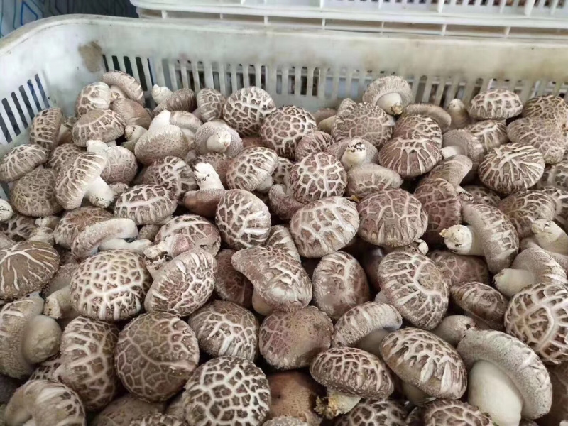 808鲜香菇