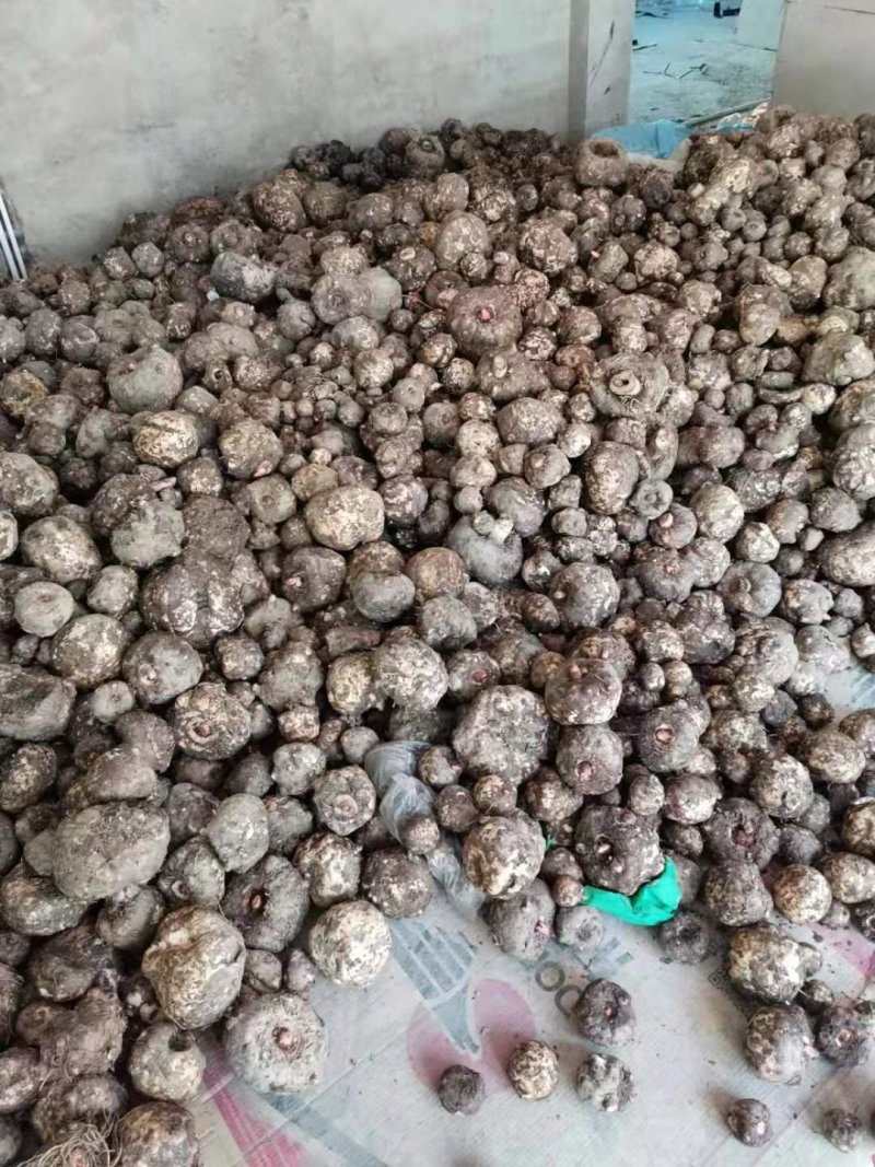 大量收购魔芋6000一扽