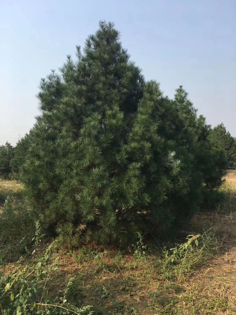 白皮松