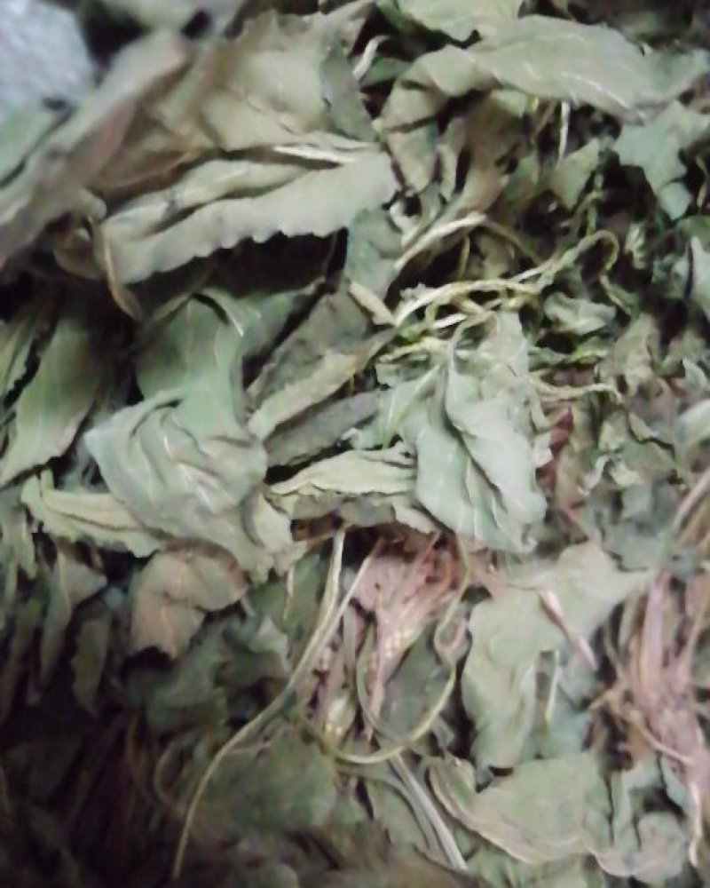紫花地丁