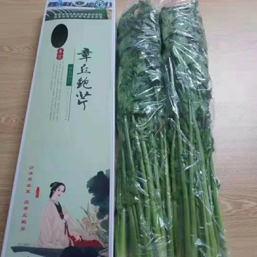 ★章丘鲍芹★自产自销一手货源快递整车均可