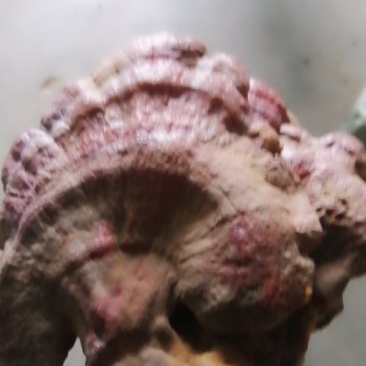 野生木灵芝