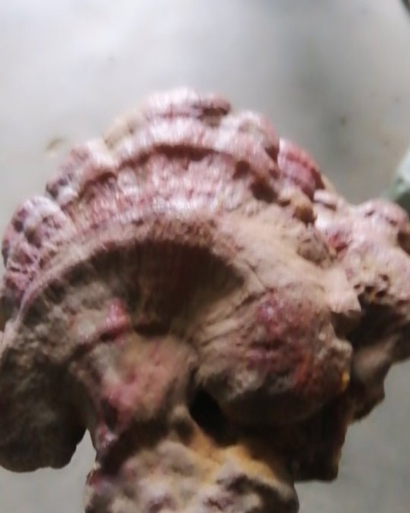 野生木灵芝