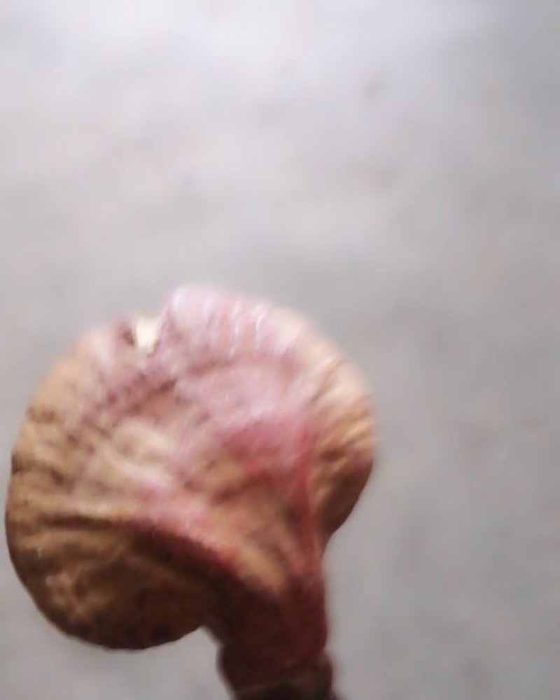 野生木灵芝