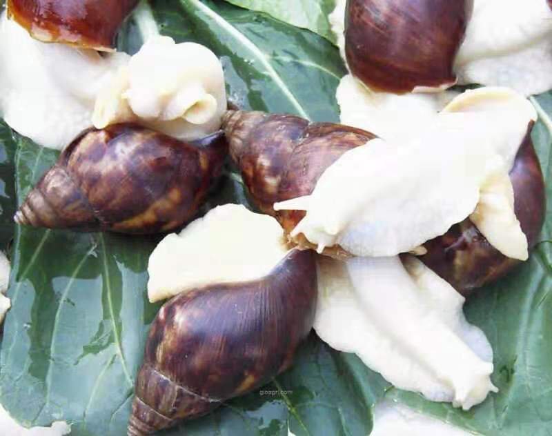 白玉蜗牛