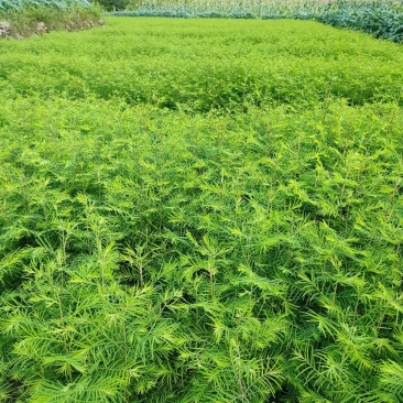 水杉小苗水杉苗水杉